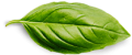 basil-leaf