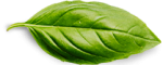 basil-leaf